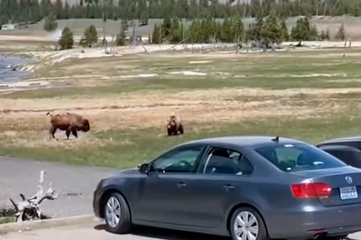Grabado desde el estacionamiento, así fueron los momentos iniciales de una pelea que resultaría fatal para uno de los dos animales salvajes