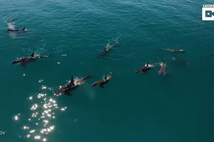 Graban el impresionante momento en el que un grupo de orcas se va de caza frente a la costa rusa de Kamchatka