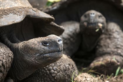 Tortugas gigantes en el vivero de la isla Santa Cruz, silenciosa comunidad de Chelonoidis nigra.