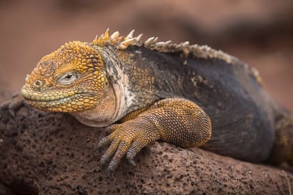 Emblemática Conolophus subcristatus, iguana terrestre de las Galápagos.