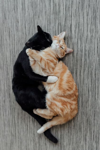 Gracias a estas señales químicas, los gatos pueden sentirse seguros en su territorio y fortalecer vínculos con otros gatos y con los humanos