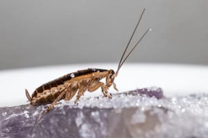 Gracias a estos consejos naturales podrás evitar la plaga de estos insectos en tu casa.