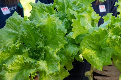 Gracias a la edición génica mejoraron la variedad de lechuga crespa Grand rapids y obtuvieron una planta con mayor cantidad de hojas y floración retrasada, lo que impacta en el peso y, además, permite extender la época de comercialización de la hortaliza