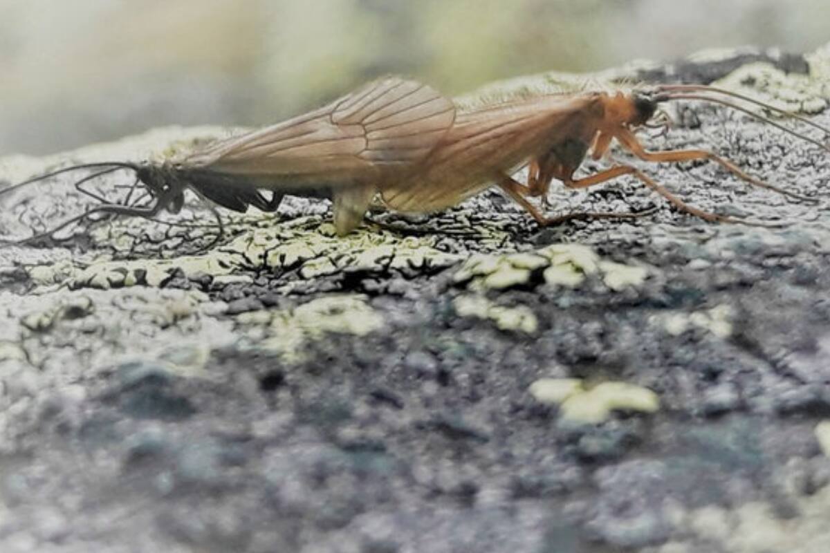 Gracias a la forma en la que fue nombrada, esta especie se convirtió en una de las más famosas del mundo