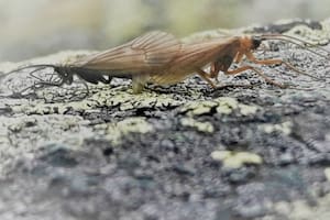 Gracias a la forma en la que fue nombrada, esta especie se convirtió en una de las más famosas del mundo