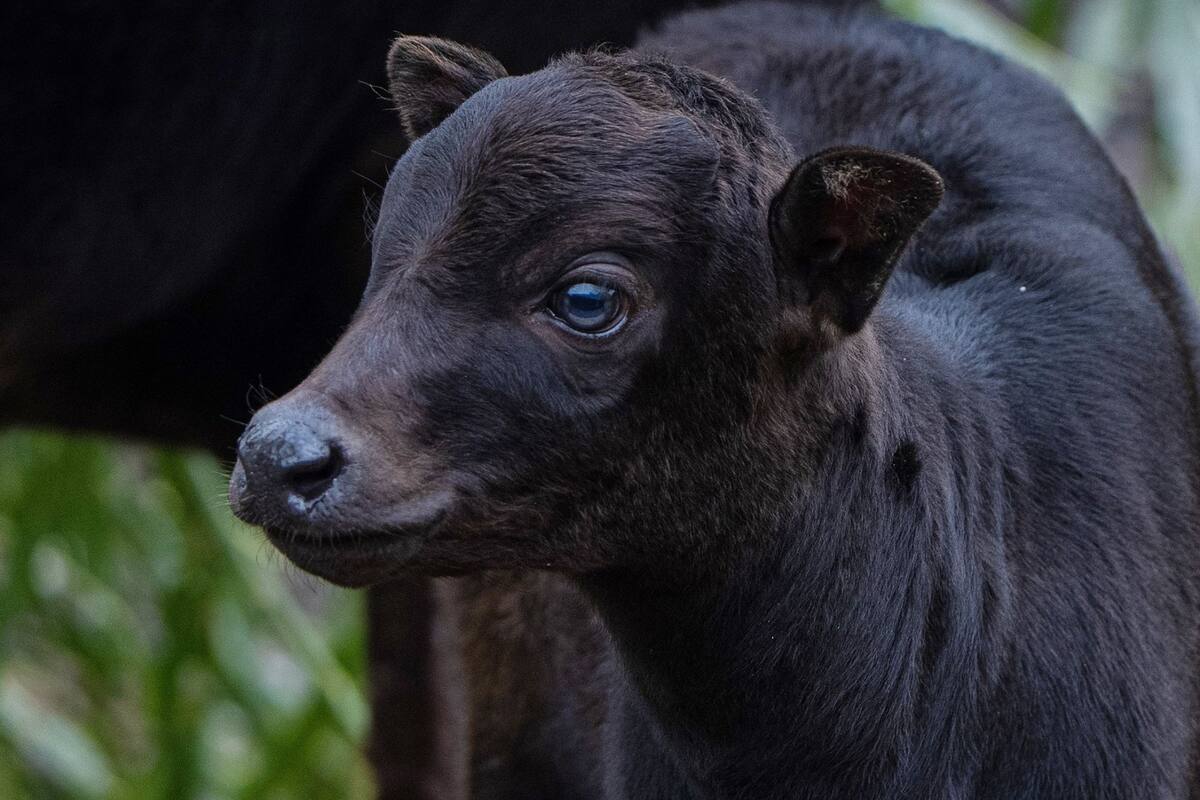 Gracias a la instalación de cámaras ocultas, se pudo presenciar por primera vez el nacimiento de un anoa (Chester Zoo)
