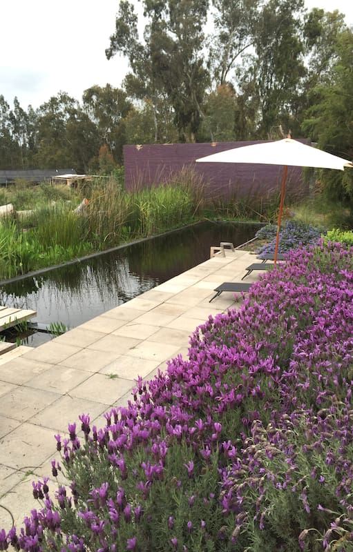 Gracias a las plantas purificadoras se logra mantener la pileta con agua transparente, biológicamente pura