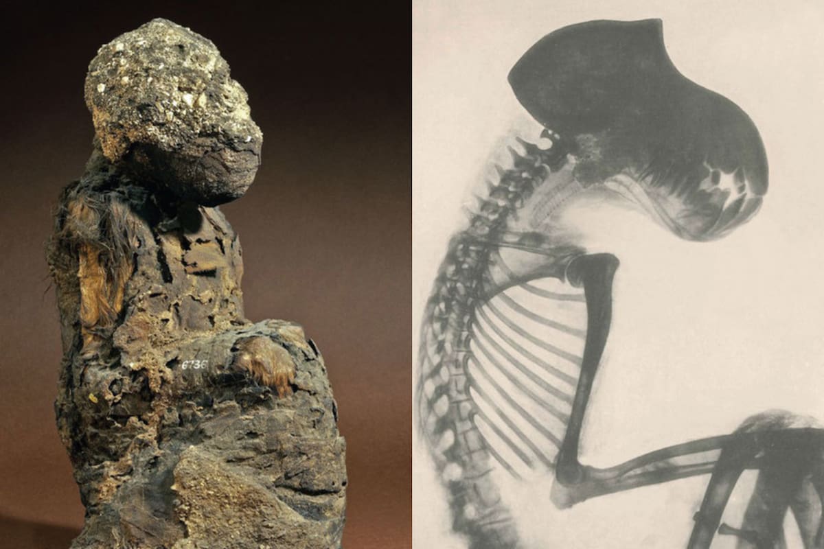 Gracias a nuevas investigaciones sobre babuinos momificados por los antiguos egipcios, se reveló la ubicación de la "Tierra de Dios"