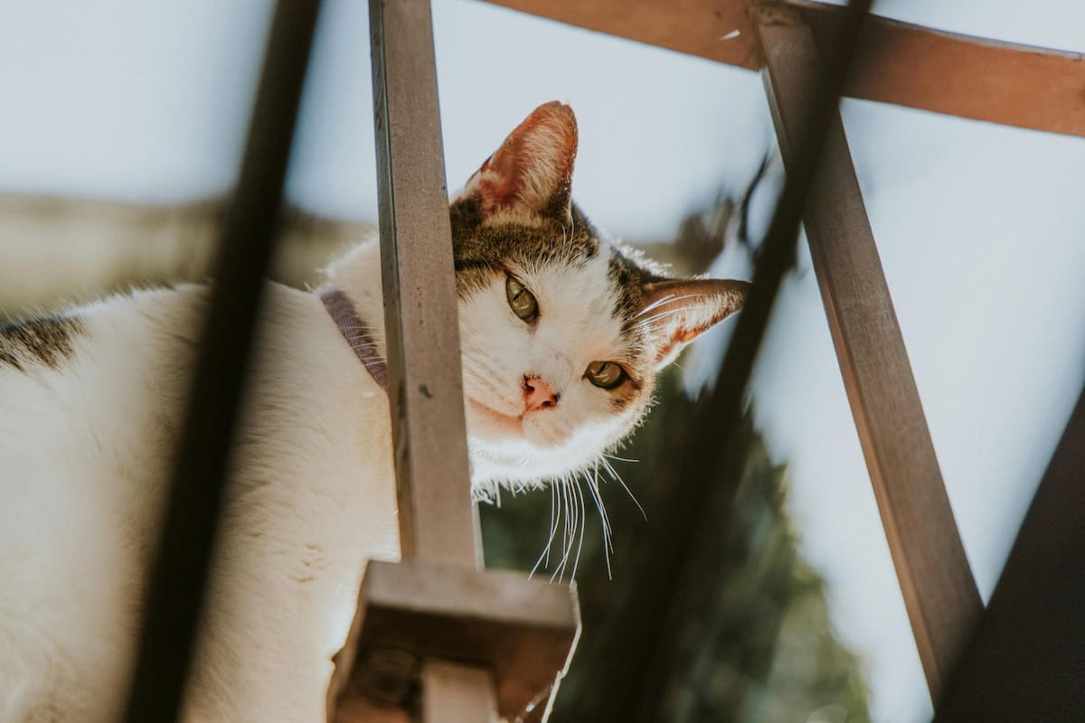 Gracias a su cuerpo ligero y musculatura especializada, los gatos logran amortiguar caídas desde alturas sorprendentes