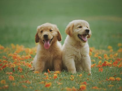Gracias a su potente olfato, los cachorros pueden reconocer a su progenitora a pesar de que no convivan en el mismo lugar y pasen años sin verse