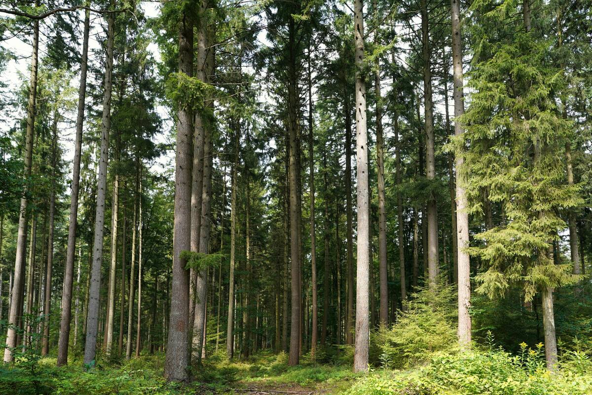 Gracias a un proceso de biomineralización, los árboles en Finlandia transformar el oro líquido en sólido