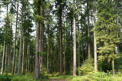 Gracias a un proceso de biomineralización, los árboles en Finlandia transformar el oro líquido en sólido