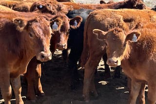 Para el 82% de los empresarios ganaderos es un buen momento para invertir