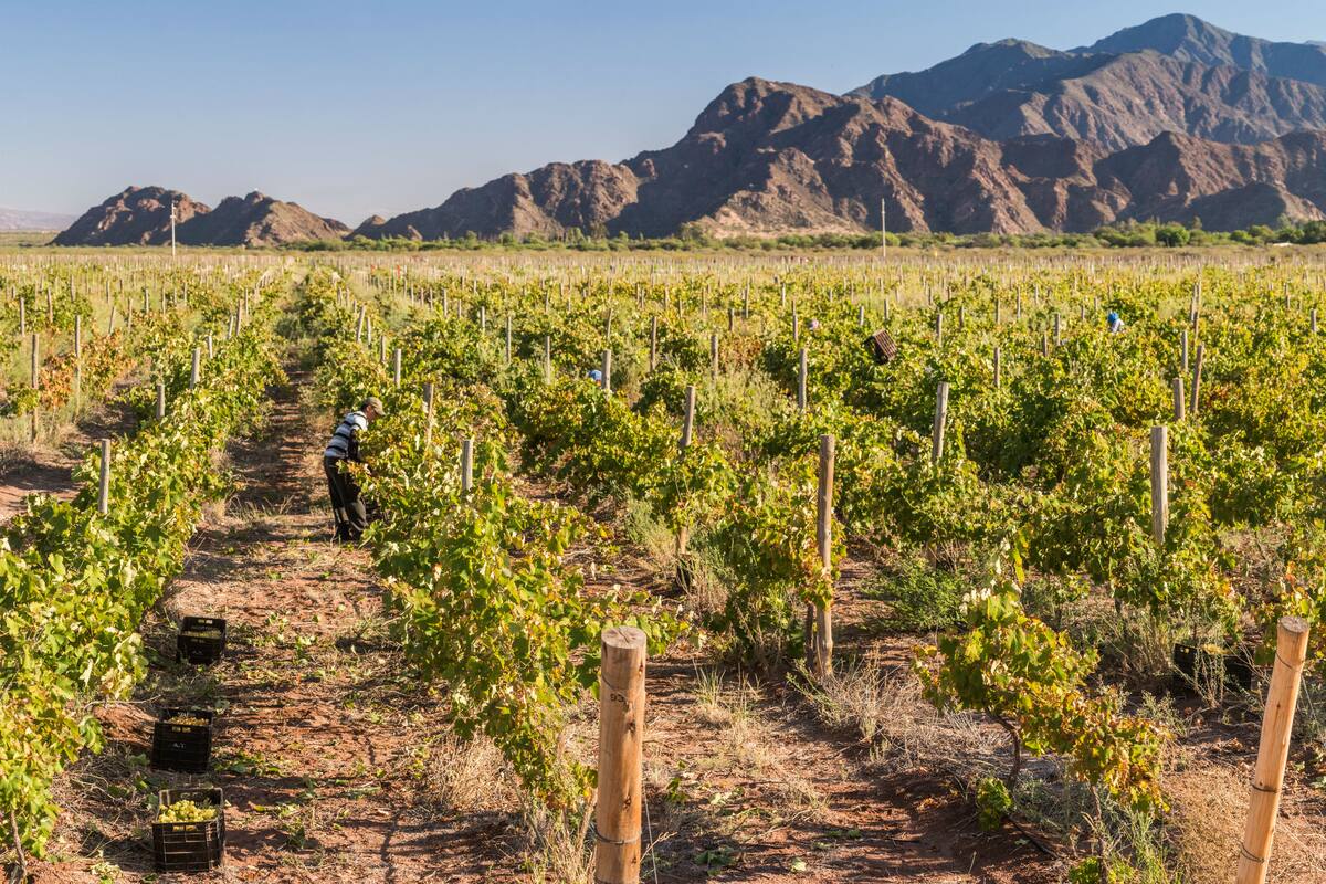 Gracias al riego por goteo se producen uvas y olivos en una zona con escasez de lluvias