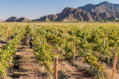 Gracias al riego por goteo se producen uvas y olivos en una zona con escasez de lluvias