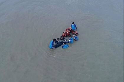 Gracias al trabajo de los rescatisttas, la ballena pudo regresar al océano
