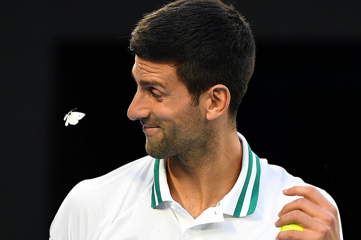 "Gracias por traerme suerte", escribió Novak Djokovic sobre la mariposa que lo sobrevoló: el serbio venció al ruso Aslan Karatsev y jugará su novena final en el Australian Open.