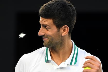 "Gracias por traerme suerte", escribió Novak Djokovic sobre la mariposa que lo sobrevoló: el serbio venció al ruso Aslan Karatsev y jugará su novena final en el Australian Open.