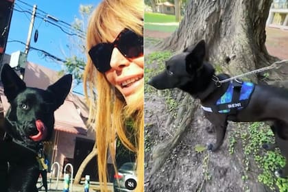 Graciela Alfano junto a Benicio: la diva suele salir a pasear con el can por las calles porteñas