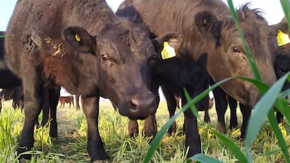 Graciela Cappelletti junto a su familia tienen un establecimiento de aproximadamente 150 vacas