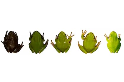 Gradiente de coloración de la ranita de San Antonio oriental (Hyla orientalis) en el norte de Ucrania