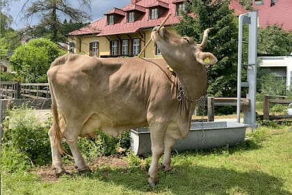 GRAF1490. VIENA (AUSTRIA), 19/01/2026.- Una vaca llamada Veronika ha demostrado que puede usar una escoba de forma "innovadora, flexible y funcional", alternando sus extremos para rascarse distintas zonas del cuerpo: un uso "versátil" de una misma herramienta que hasta ahora solo se había documentado en primates y que obliga a replantear la capacidad cognitiva del ganado bovino. El resultado del experimento firmado por dos investigadores del Instituto de Investigación Messerli de la Universidad de Veterinaria de Viena se publicó este lunes en la revista Current Biology y es la primera demostración del uso "flexible" y "multiuso" de una herramienta por parte de una vaca (Bos taurus). EFE/ Antonio Osuna-mascaró/instituto De Investigación Messerli De La Universidad De Veterinaria De Viena SÓLO USO EDITORIAL/SÓLO DISPONIBLE PARA ILUSTRAR LA NOTICIA QUE ACOMPAÑA (CRÉDITO OBLIGATORIO)