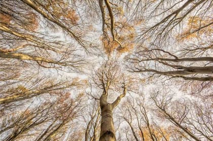 GRAHAM NIVEN / BRITISH WILDLIFE PHOTO AWARDS