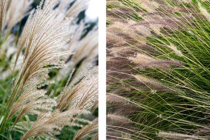 Gramíneas como Miscanthus sinensis y Pennisetum alopecuroides aportan textura, calidez y contraste en jardines con alma urbana
