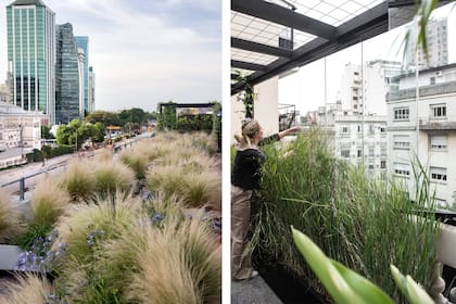 Gramíneas y agapanthus, una opción para ubicar las plantas en distintos niveles y generar mayor sensación de profundidad