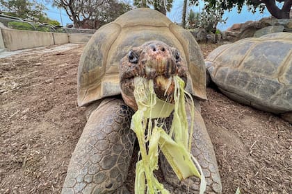 Gramma, la tortuga de las Galápagos más longeva del zoológico de San Diego, muere a los 141 años