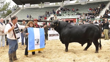 Gran Campeón Macho, de La Bellaca