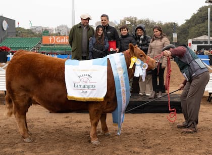 Gran Campeón Hembra Limangus
