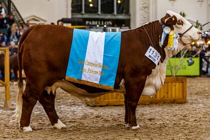 El Gran Campeón Hembra Braford