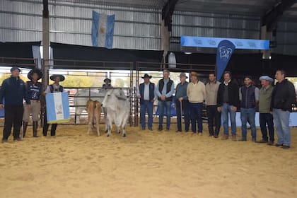 Gran Campeón Hembra de la raza Brahman, de la cabaña Jota Jota, en las Nacionales de Corrientes