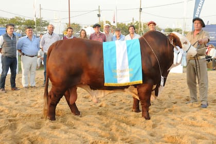 Gran Campeón Macho Braford