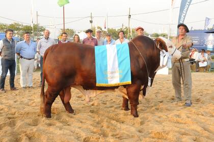 Gran Campeón Macho Braford
