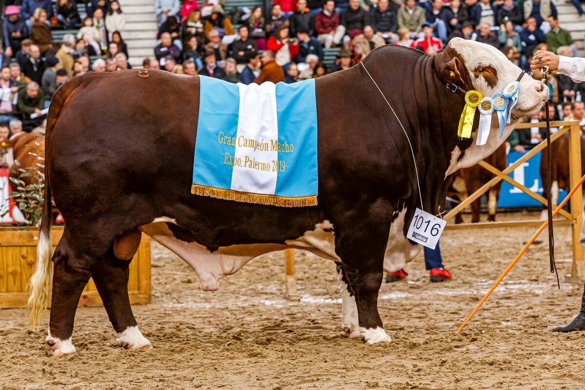 Gran Campeón Macho Braford 2019