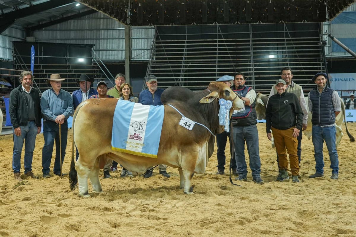 Gran Campeón Macho Brahman de cabaña Los Yeyos, en las Nacionales de Corrientes