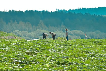 Gran parte de los inmigrantes indocumentados trabaja en el campo