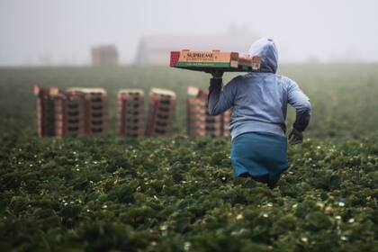 Gran parte de los inmigrantes indocumentados de EE.UU. trabajan en el campo; este 1° de julio entra en vigor en Florida una nueva ley que complica la situación de muchos de ellos