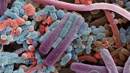 Gran parte de los nutrientes que comemos se digieren y absorben antes de llegar al colon