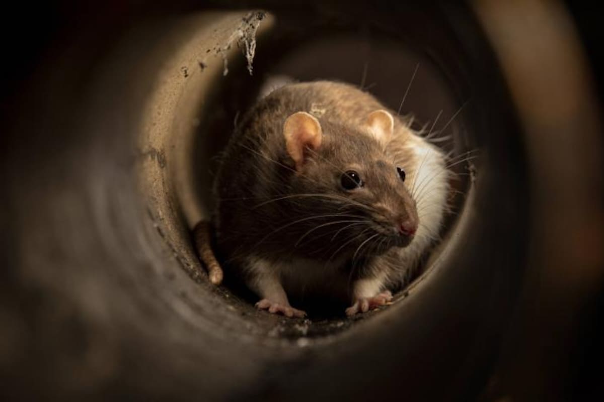 Gran problemática de salud pública atraviesa Inglaterra debido al aumento de esta plaga