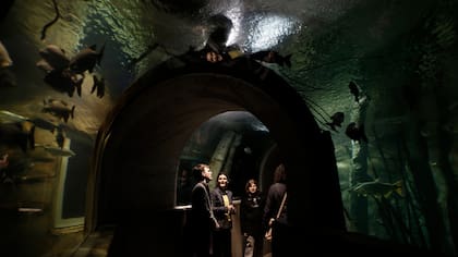 Grandes éxitos: en el paseo al aire libre, los dinosaurios animatrónicos seguirán cautivando a los chicos; el acuario es otro ineludible punto del recorrido