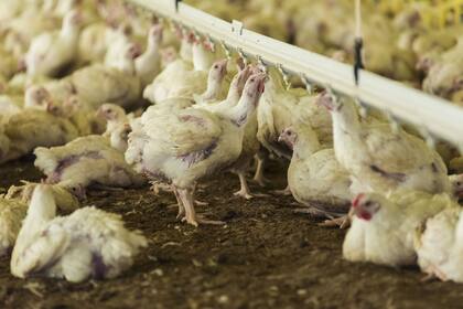 La gripe aviar es una enfermedad contagiosa para la producción comercial