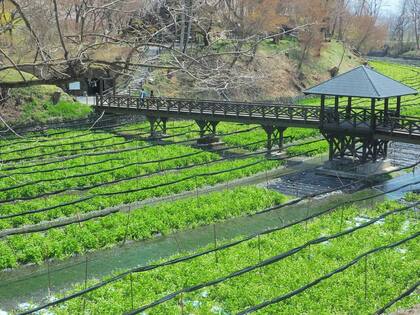 Granja de wasabi.
