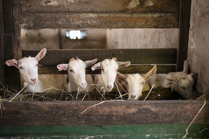 Granja La Piedra, la quesería (tienen más de 200 cabras en ordeñe) y su increíble compendio de aromáticas y frutales abastecen a los mejores restaurantes de la zona.