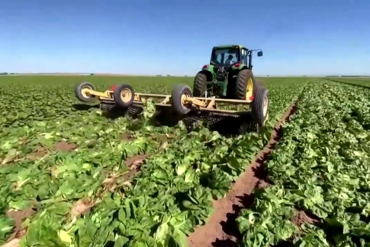 Granjeros en California araron cientos de hectáreas de lechuga