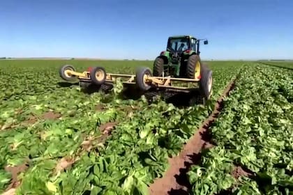 Productores en California destruyeron cientos de hectáreas de lechuga