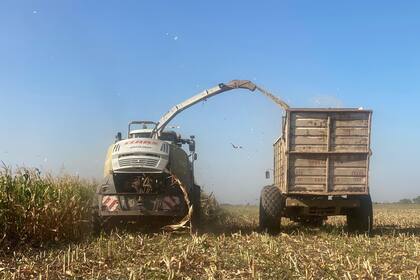 Granos: el maíz y la soja suben a la espera del informe del USDA