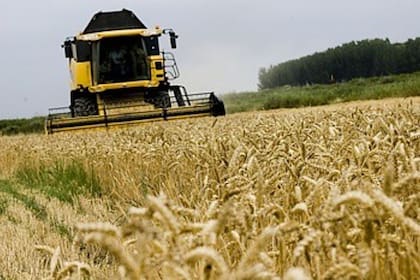 GRANOS. El trigo amplía sus avances ante la guerra y los riesgos meteorológicos